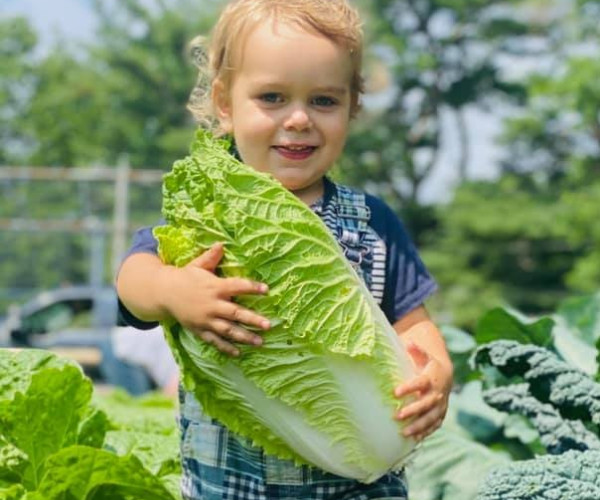 Toddler harvesting napa cabbage at Salem MA's Food Farm.