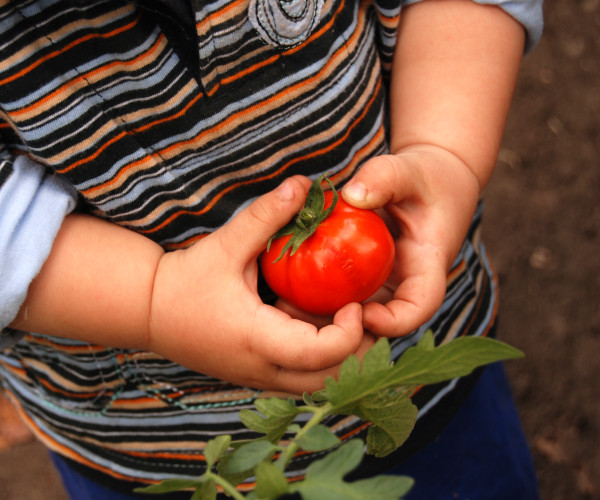 Toddler with Tomato