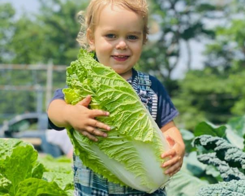 Toddler harvesting napa cabbage at Salem MA's Food Farm.