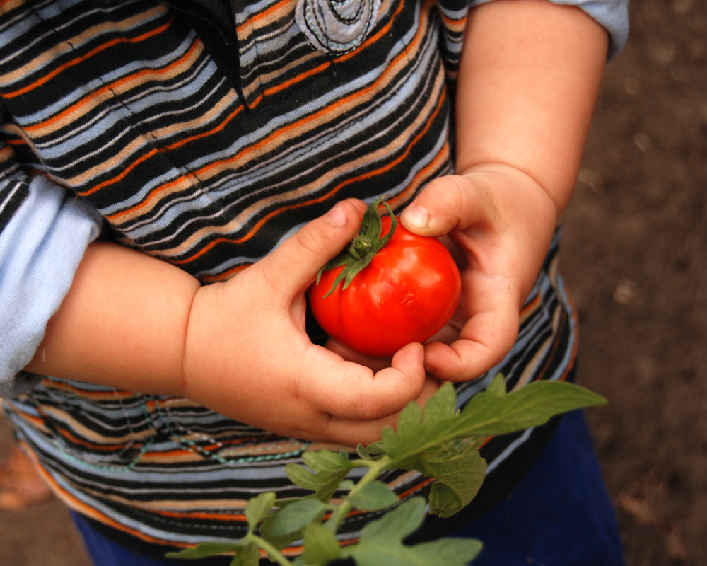 Toddler with Tomato